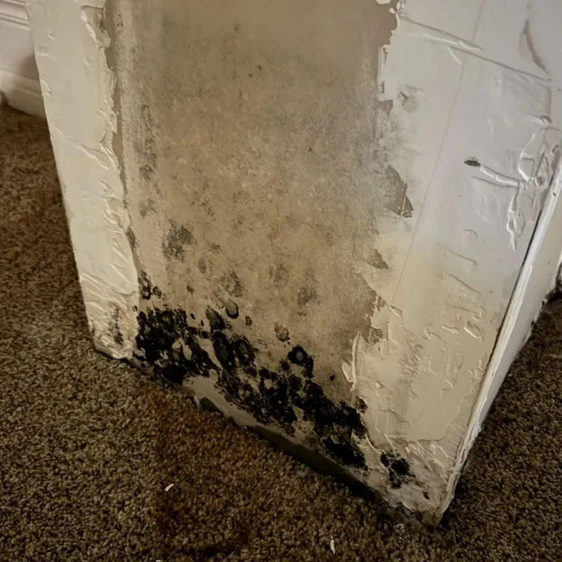 Professional Mold Removal in Bonner Springs, KS
